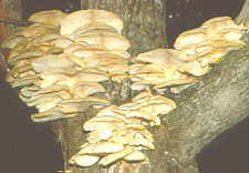 18-2 Pleurotus ostreatus on tree.jpg (6876 bytes)