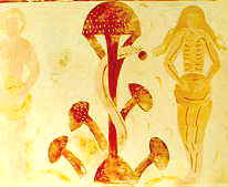 22-15 Amanita fresco.jpg (6381 bytes)