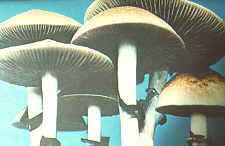 22-19 magic mushrooms mature.jpg (5841 bytes)